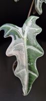 🤩Alocasia Nobilis Pink Variegata K-Version Rhizom 