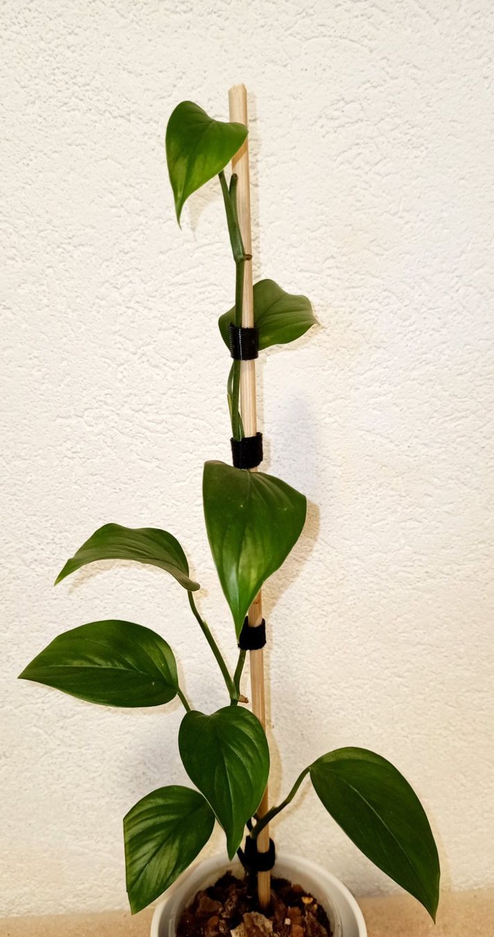 Pflanzen & Samen: Monstera Gracilis – Neu (gemäss Beschreibung) aus schöftland von UniquePlants