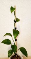 Monstera Gracilis