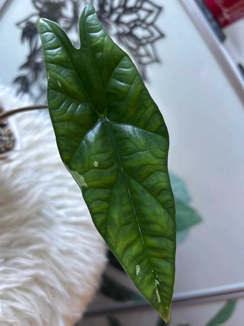 Piante & sementi: Alocasia Simpo Albo variegata #7 – Nuovo (secondo la descrizione) da Scherzingen venduto da Elefantenohr.ch 1