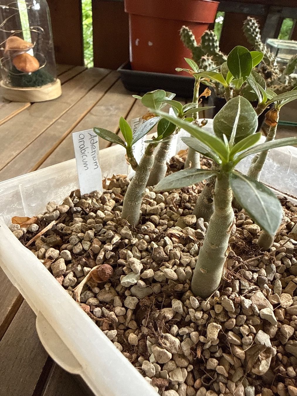 Piante & sementi: Adenium Obesum Arabicum – Usato da Rorbas venduto da SimS0n 1