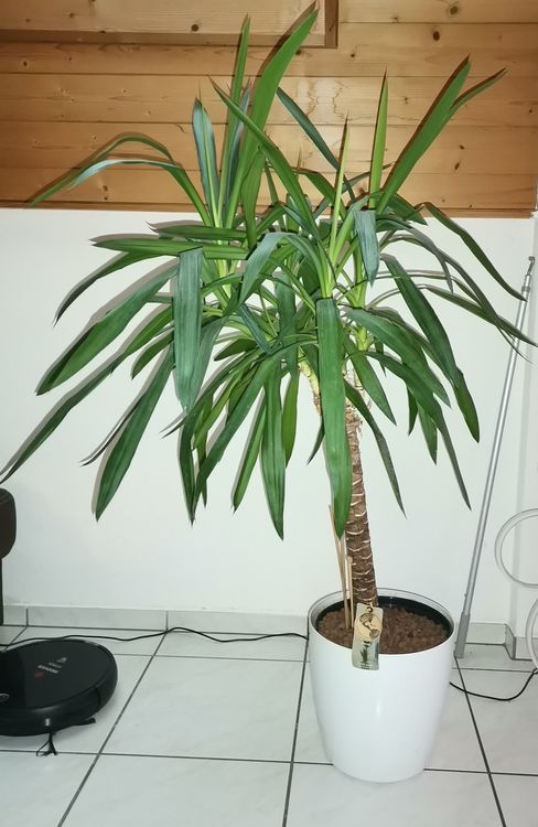 Zimmerpflanze Yucca + Übertopf mit Rollen Kaufen auf Ricardo