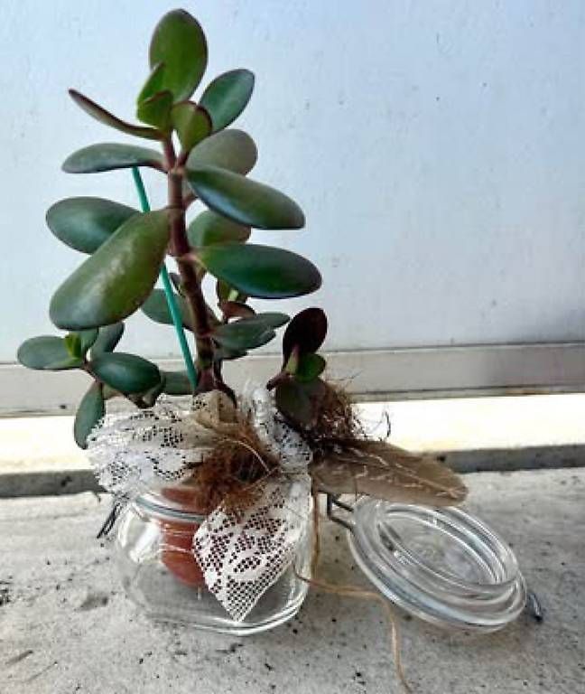 Plantes & graines: Glückspflanze im Glas  – Neuf avec emballage d'origine à Frauenfeld par Irene.Schuppli