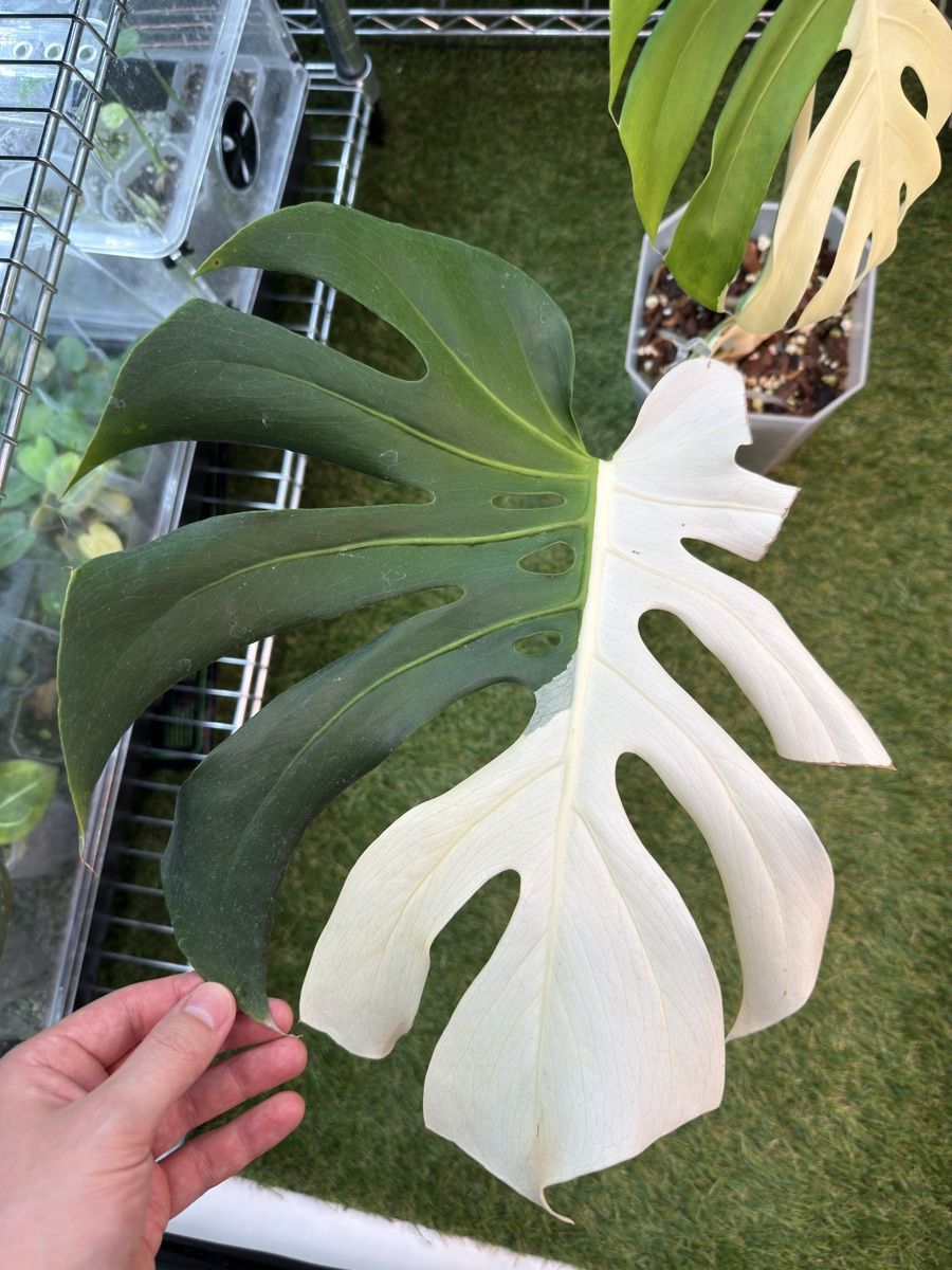 Piante & sementi: Monstera Albo large form | headcutting – Usato da Morlon venduto da lucius.greenery 1