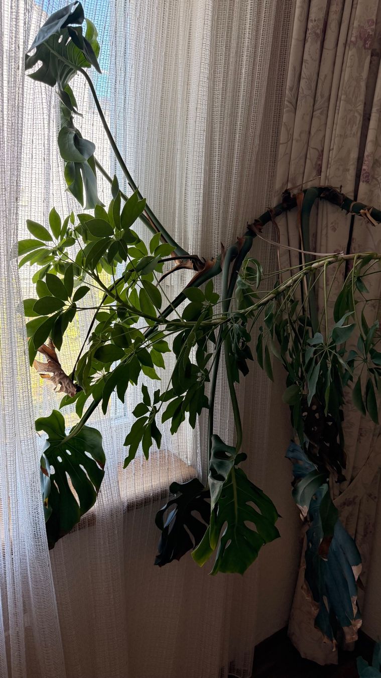 Piante & sementi: Monstera Zimmerpflanze gebraucht – Usato da Wallisellen venduto da lions009