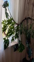 Monstera und Strahlenaralie Zimmerpflanze gebraucht