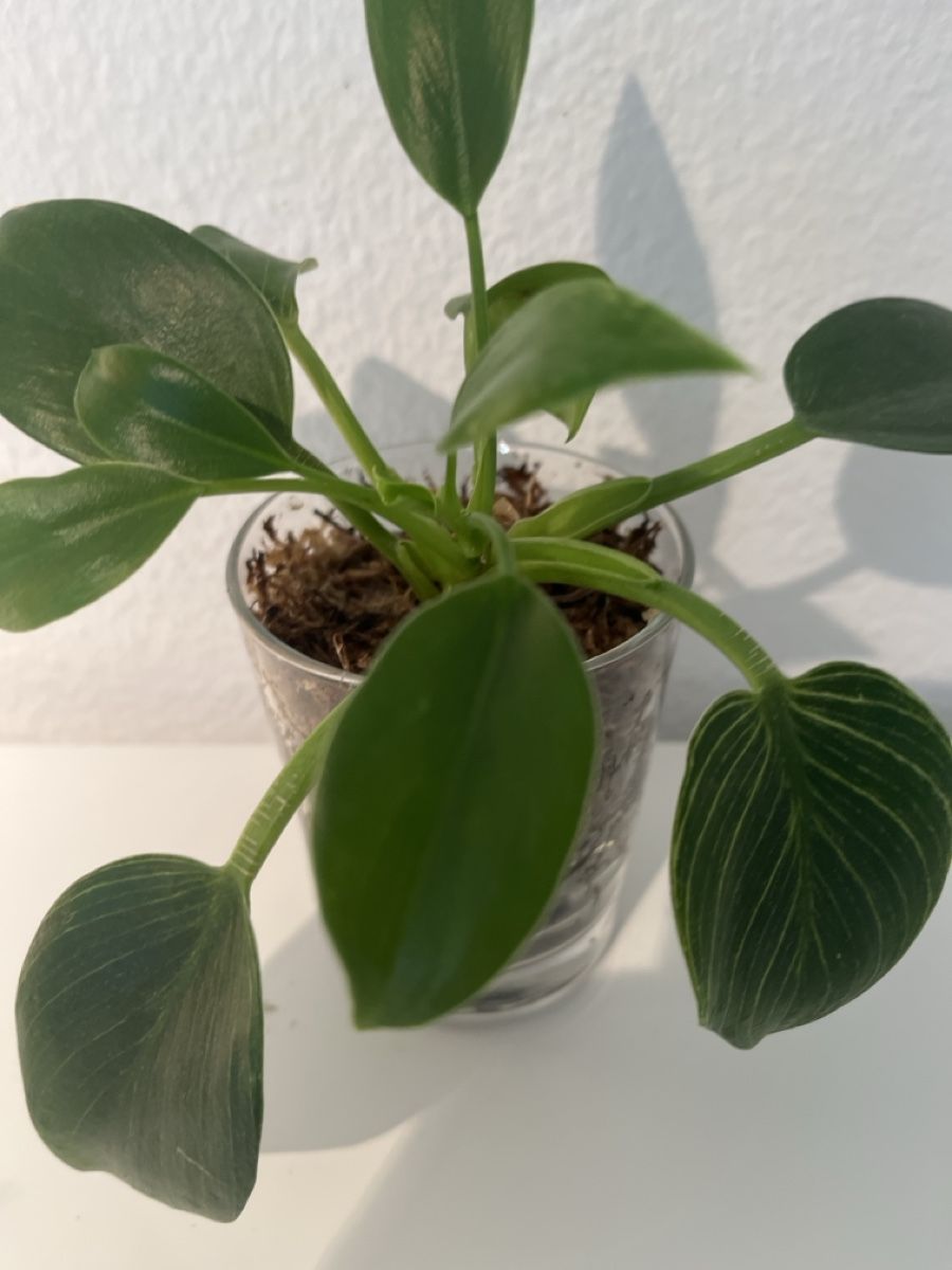 Plantes & graines: Philodendron birkle im Glas – D'occasion à geroldswil par Ahornblatt70 1