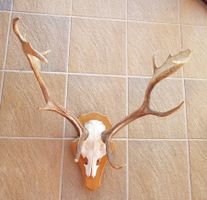 Geweih Damhirsch, Jagdtrophäe, Vintage Dekoration für Wand