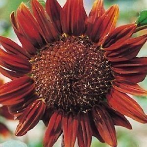 Piante & sementi: Tournesol Chocolat 10g – Nuovo (secondo la descrizione) da Bremblens venduto da FIBONACCI369 1
