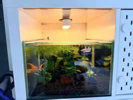 KALLAX-Aquarium 27,5 lt preis pro Stk !