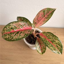 Profile image of 2kndPlant