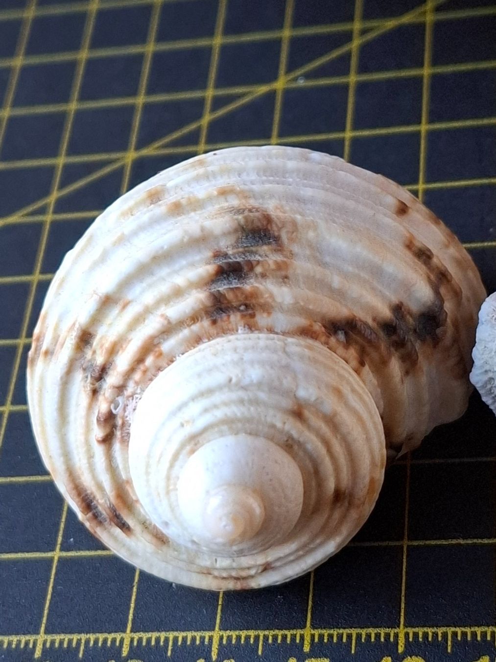 Fossili: Konvolut Meereswesen – Usato da Zwieselberg venduto da Halifaxmendusli 6