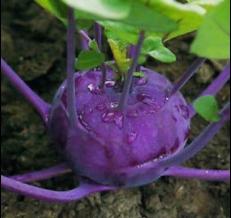 Piante & sementi: 30 SAMEN GRAINES SEMI  Blauer Kohlrabi – Nuovo e nell'imballaggio originale da Rovio venduto da POSITIFFARTandPLANTS 5