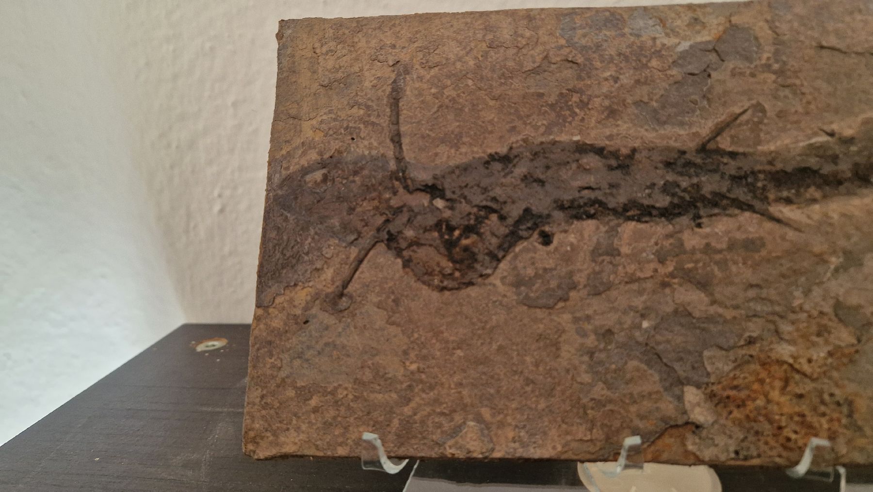 Fossilien: Fossiler Stachelhai Acanthodes Perm Deutschland – Neu und originalverpackt aus Niederhasli von rehauge01 3