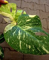 Totale Rarität: Monstera Deliciosa Aurea Variegata 30cm