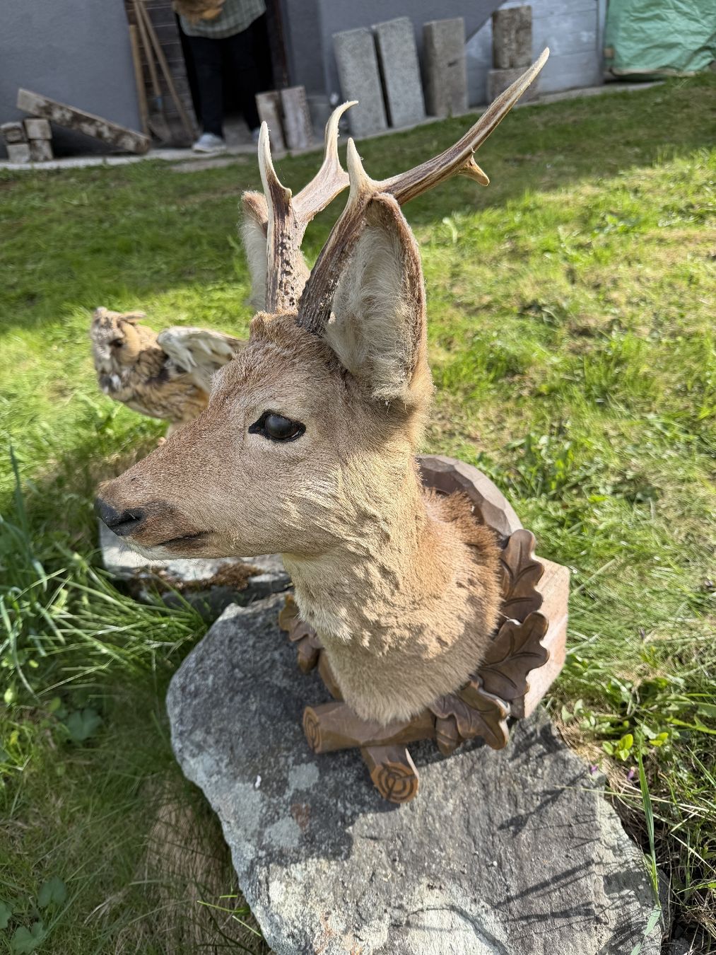 Il mondo degli animali: Trophée de chevreuil empaillé authentique - Déco chalet – Usato da Etagnières venduto da rom_w9zh 2