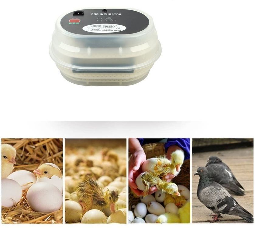 Beaupretty Reptilien Brutkasten - Transparenter Inkubator Mit 16 Fächern Für Schildkröten & Eidechsen Eier