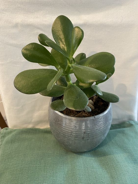 CRASSULA Glückspflanze. Braucht viel Liecht. Wenig Wasser. Kaufen auf