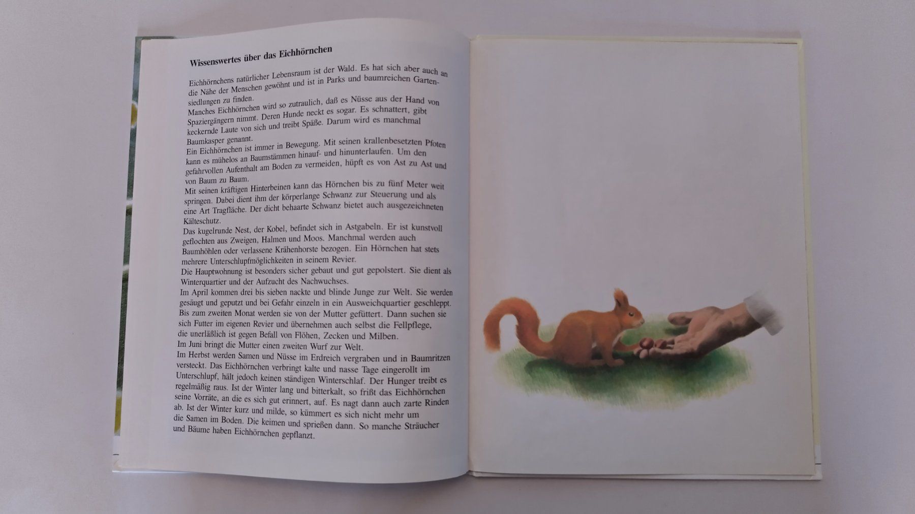 Libri: Eichhörnchenverstecke / Eichhörnchen Bilderbuch ab Fr. 8.- – Usato da Bellach venduto da JingleJerry 7