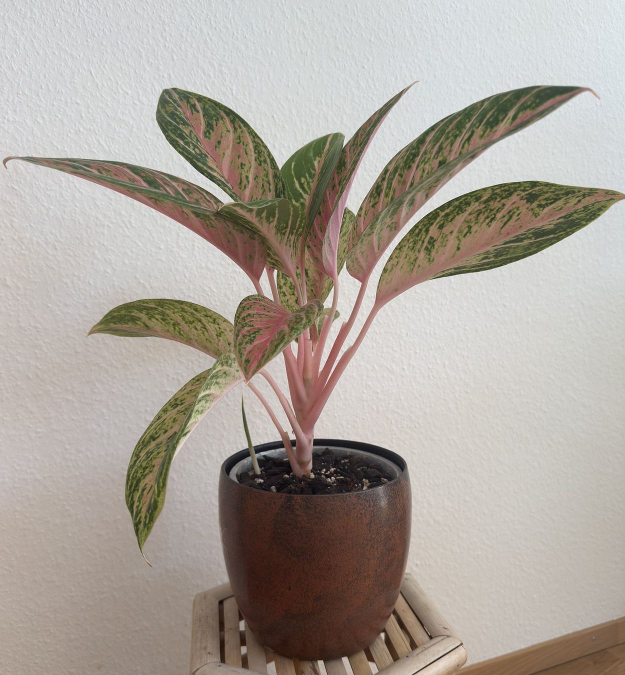 Pflanzen & Samen: Aglaonema Cocomelon mit Neuaustrieb – Neu (gemäss Beschreibung) aus Basel von tamy90