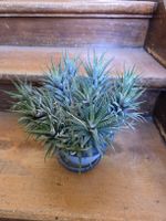 Haworthia