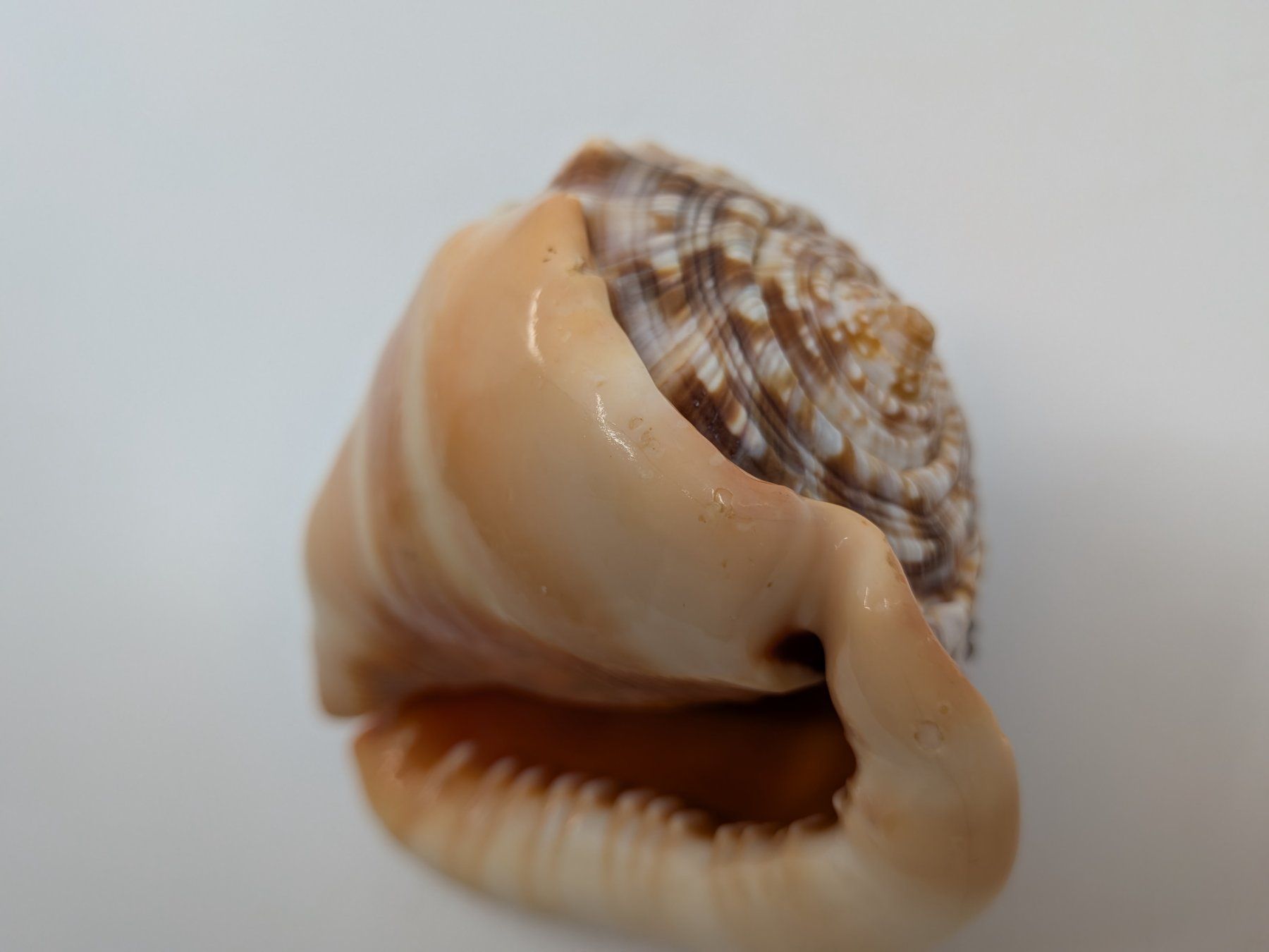 Fossili: Muschel mit Gemme Kamee – Usato da Emmen venduto da magelan 3