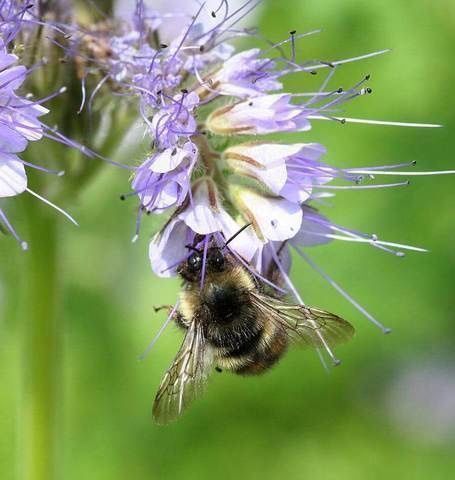 Piante & sementi: 1000 Samen Phacelia Blume – Nuovo (secondo la descrizione) da Ehrendingen venduto da VerveinaSamen 3