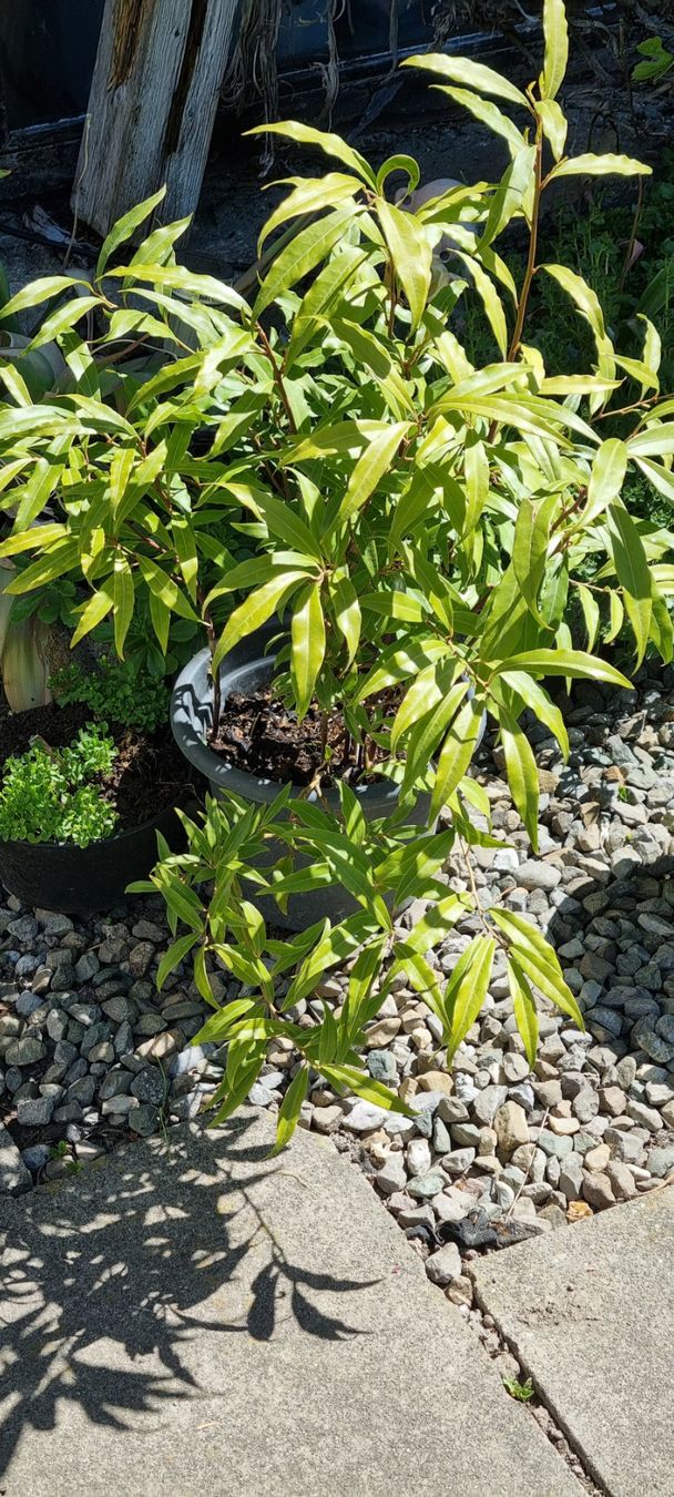 Piante & sementi: Sarcococca digyna im Topf, winterhart, für Garten oder Ba... – Usato da egliswil venduto da Maggy6 1