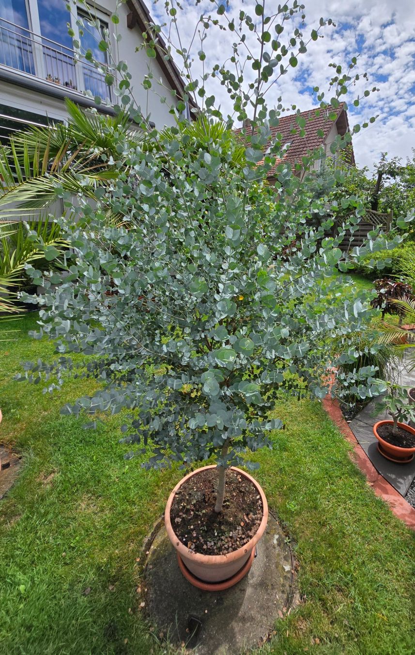 Schner Eukalyptus Baum (Gebraucht) in Aarburg fr CHF 234  nur Abholung  auf Ricardo kaufen