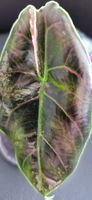 🤩Alocasia Azlanii Pink Variegata Rhizom 