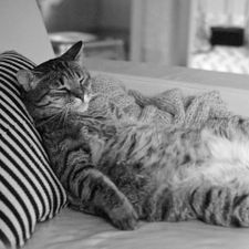 Profile image of FatCatPacksTheRatt