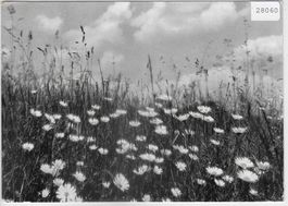 Blaukreu-Jugendwerk - Blumenwiese