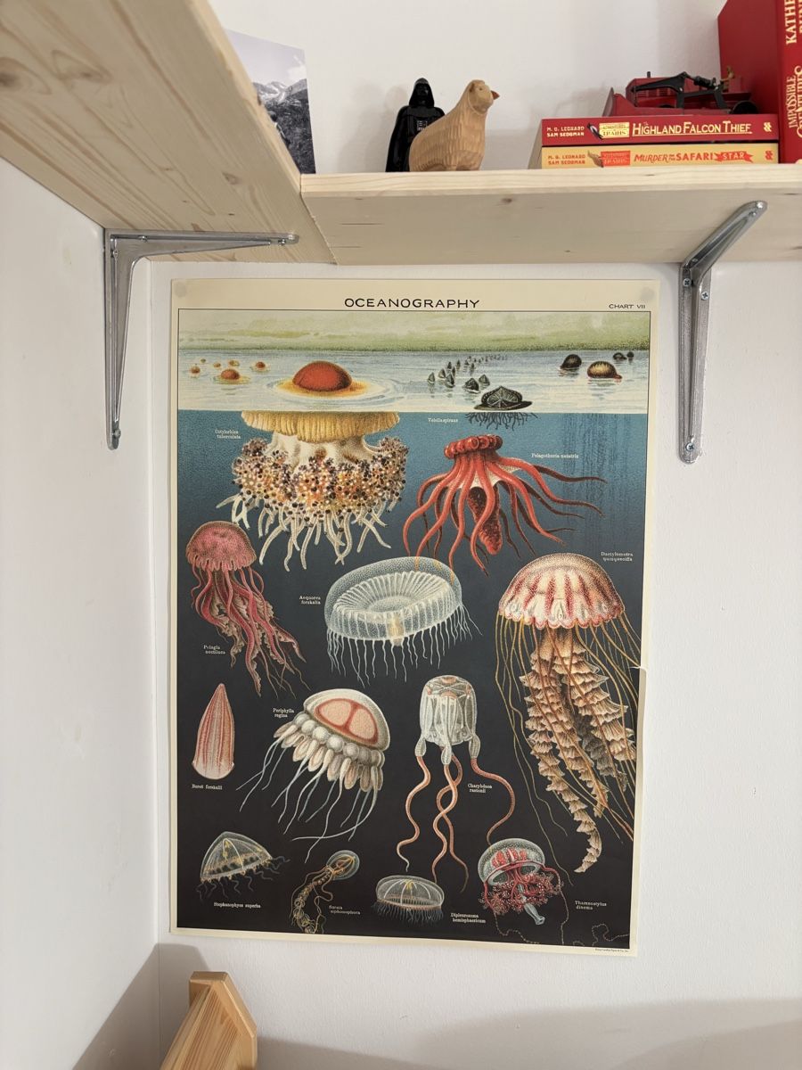 Foto & Immagini: Lehrmittel Oceanography Chart VII Quallen Poster  – Usato da Bern venduto da wisemagpie