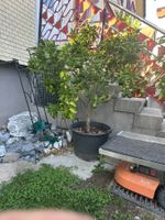 Zitrusbaum im Topf mit vielen Früchten guter Zustand