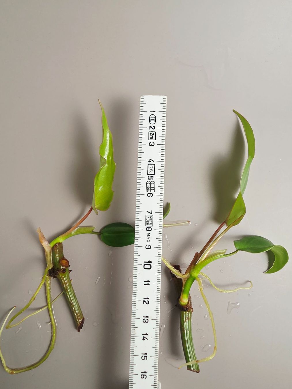 Plantes & graines: Philodendron mayoi Steckling – Neuf (Voir description) à Gerolfingen par Azora 3