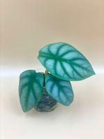 Alocasia Silver Dragon 🌿