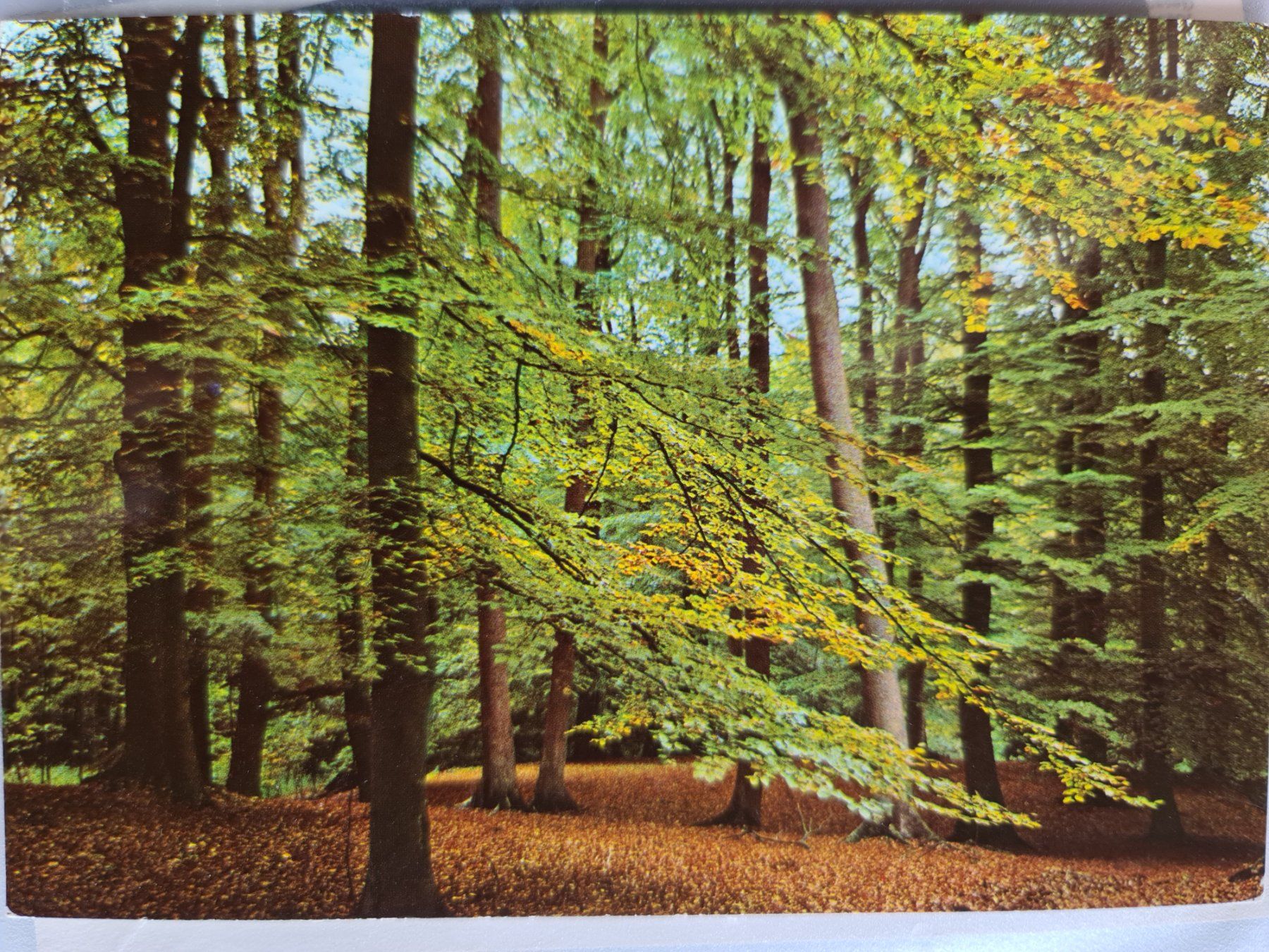 Cartoline postali: Ansichtskarte Wald 1974 – Usato da Dintikon venduto da Vexi