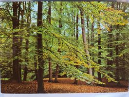 Ansichtskarte Wald 1974