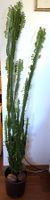 Plante Euphorbia trigona grande -160 cm