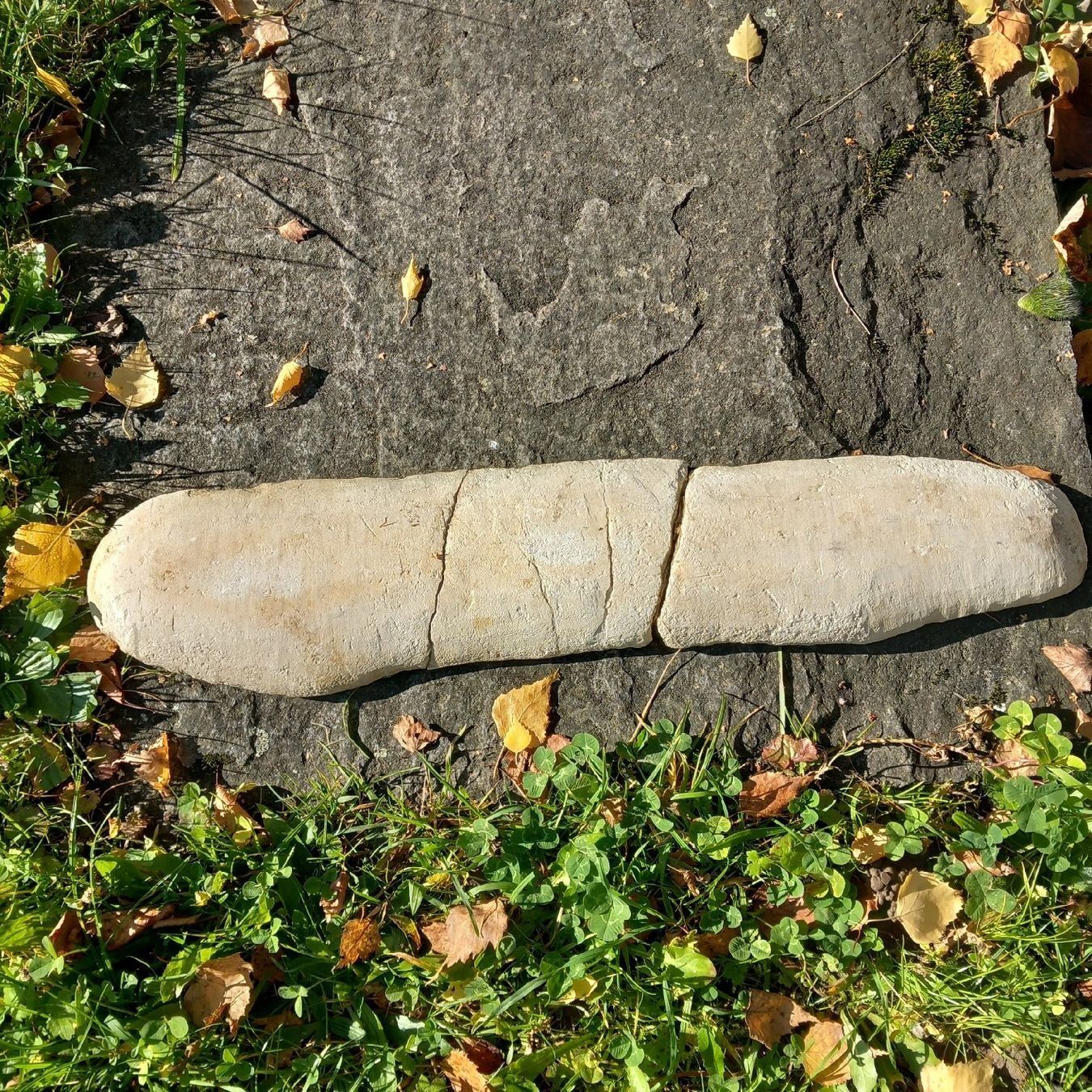 Fossili: fossilien Fisch – Usato da Ganterschwil venduto da zaz_h9b6 4