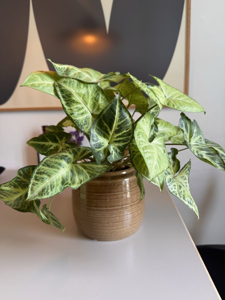 Piante & sementi: Pflanze - Syngonium (Pfeilblatt) – Usato da Zürich venduto da Peban1