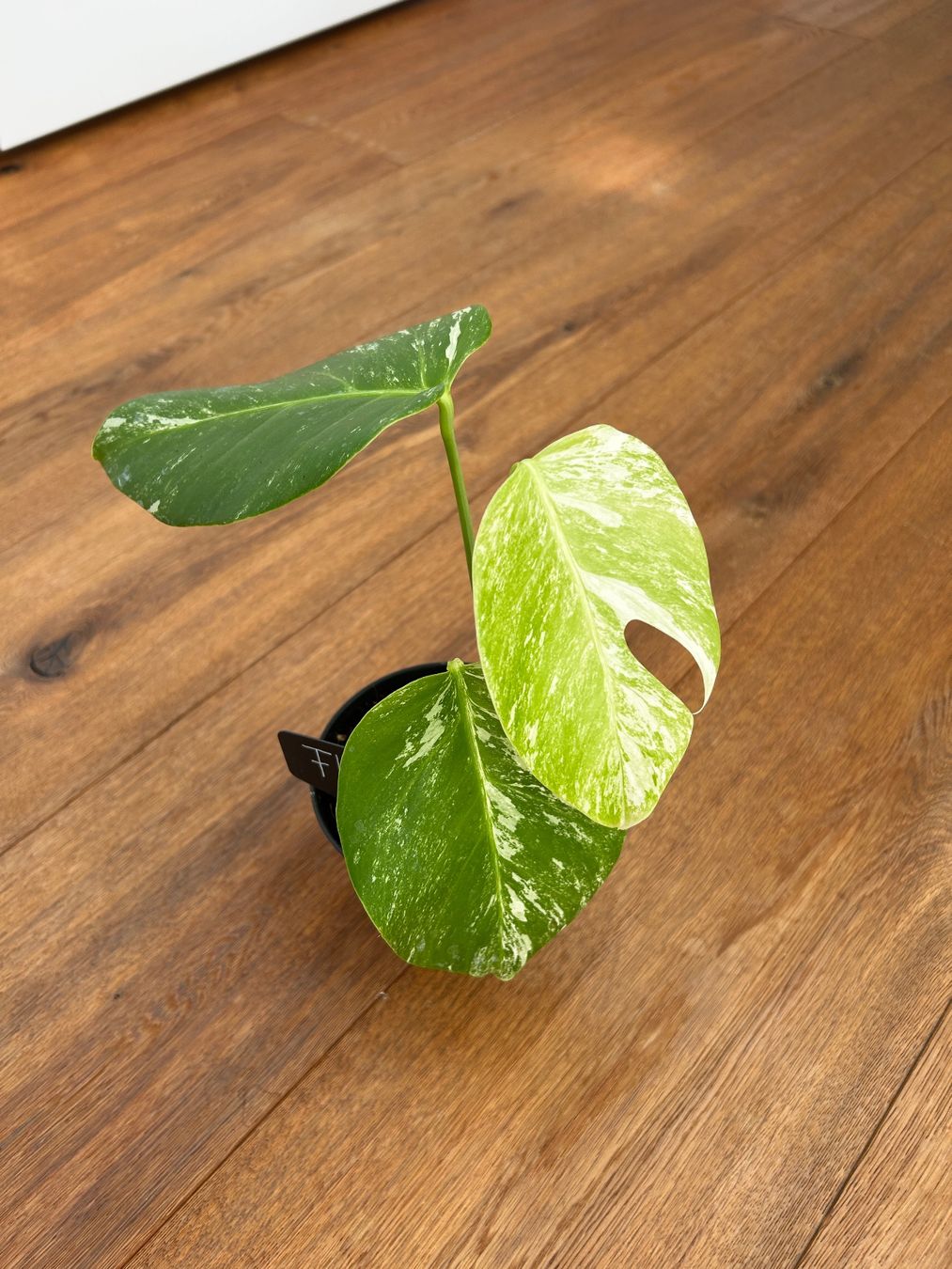 Piante & sementi: Monstera albo💚 – Nuovo (secondo la descrizione) da Wattwil venduto da Mikesplantshop 1