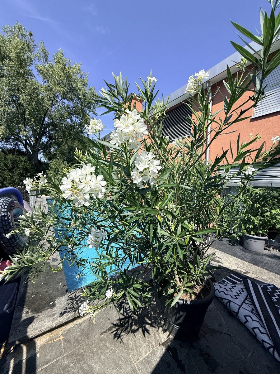 Pflanzen & Samen: Prächtige Oleander Pflanzen – Gebraucht aus Basel von oellifarm 8