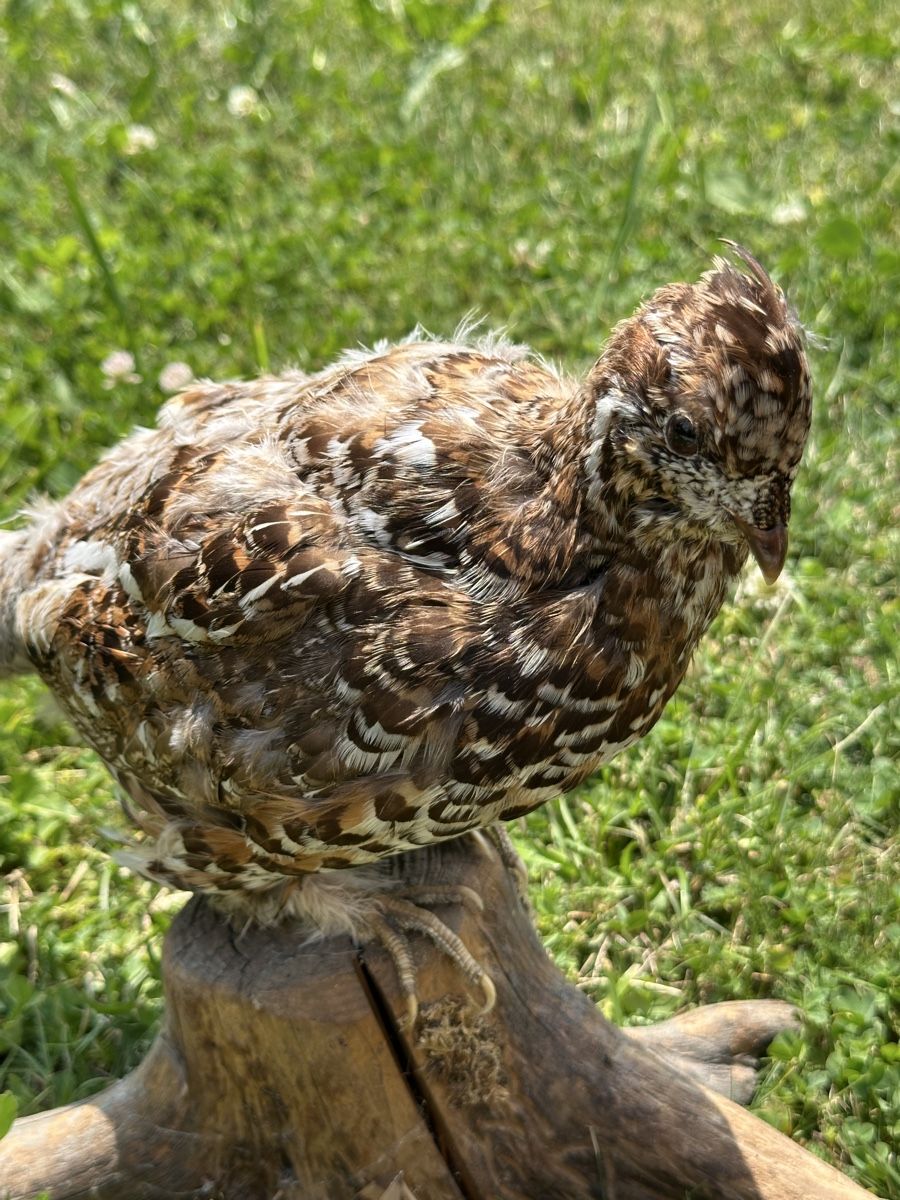Monde des animaux: Tierpreparat Alpenschneehuhn – D'occasion à St.Moritz par marog90 1