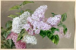 🌟Grosses antikes Aquarell Flieder Frühling 1883 sig. dat.🌟