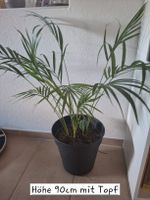 Goldfruchtpalme Zimmerpflanze