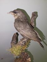 Präparat einer Amsel