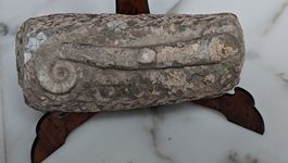 Fossile di Lituite (Cefalopode Nautiloide) - Ordoviciano