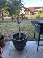 Feigenbaum