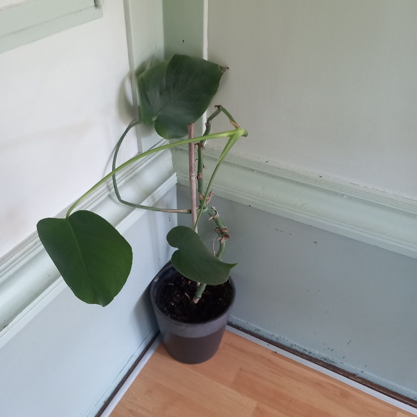 Piante & sementi: Monstera Zimmerpflanze mit Topf  – Usato da Ebnat-Kappel venduto da blazzi